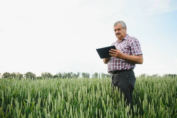 Senior farmer standing in wheat field holding tablet and examining crop during the day.