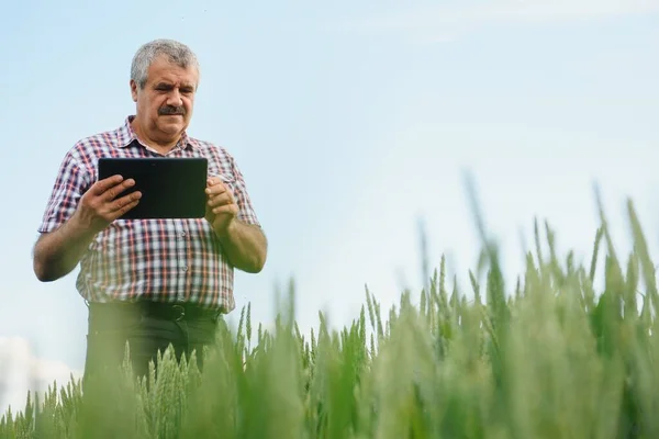 Portrét Vysoce Postaveného Zemědělce Pšeničném Poli Hledícího Dálky Úspěšná Ekologická — Stock fotografie