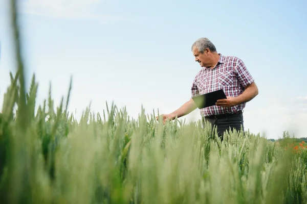 Старший Фермер Стоящий Пшеничном Поле Держит Планшет Осматривает Урожай Течение — стоковое фото