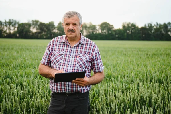 Porträt Eines Leitenden Landwirts Auf Einem Weizenfeld Der Die Ferne — Stockfoto