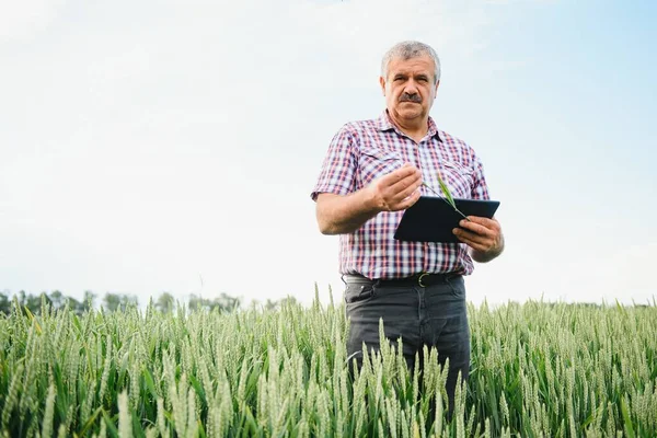 Portret Van Een Oudere Landbouwer Het Veld Van Groene Tarwe — Stockfoto