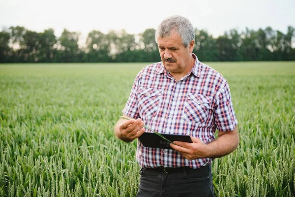 Porträt Eines Älteren Bauern Auf Einem Grünen Weizenfeld — Stockfoto