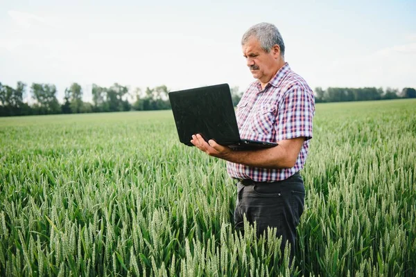Farmář Notebookem Kontrola Pšenice Poli — Stock fotografie