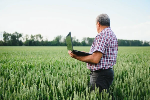 Senior Farmář Podání Zkoumá Mladé Pšenice Corp Dívá Notebook — Stock fotografie
