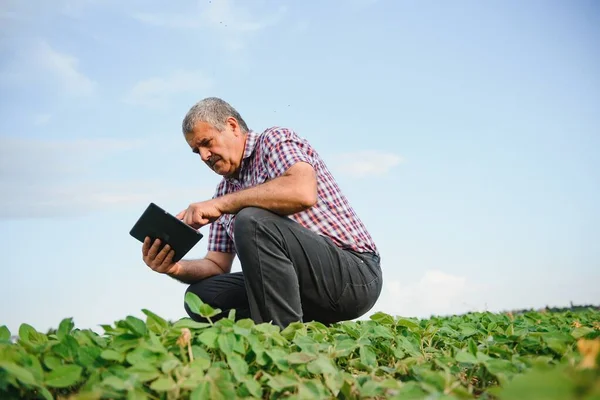 Agrónomo Que Inspecciona Los Cultivos Soja Que Crecen Campo Agrícola —  Fotos de Stock