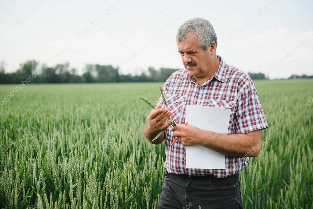 Experienced and confident farmer stands on his field. Portrait of senior farmer agronomist in wheat field.
