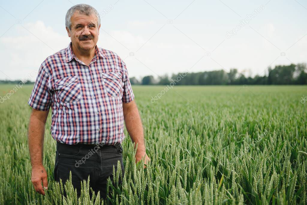 Portrait of senior farmer standing in green wheat field.