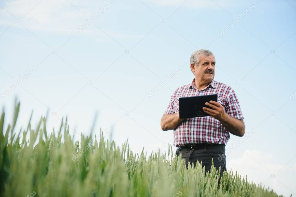 Portrait of senior farmer agronomist in wheat field looking in the distance. Successful organic food production and cultivation.