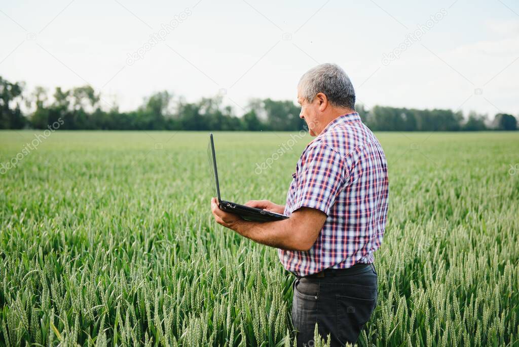 Farmer with laptop Inspecting Wheat on the field