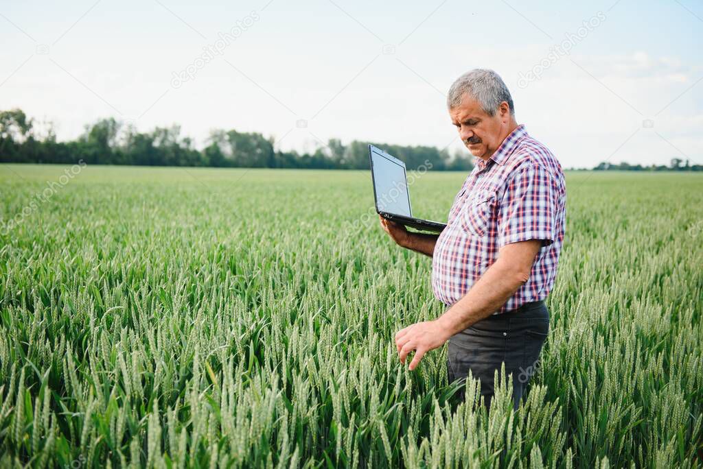 Senior farmer in filed examining young wheat corp and looking at laptop.