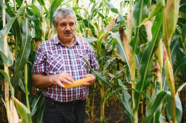 Bir çiftçi hasat etmeden önce uzun mısır ekinlerini kontrol eder. Tarlada tarımcı