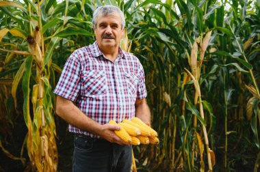 Tarlada çiftçi güneşli bir yaz gününde mısır bitkilerini tarıyor, tarım ve gıda üretim kavramı