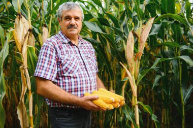 Tarlada çiftçi güneşli bir yaz gününde mısır bitkilerini tarıyor, tarım ve gıda üretim kavramı