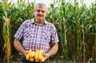Çiftçi tarlasında mısır koçanı teftiş ediyor.