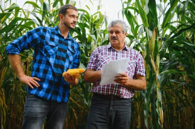 Aile çiftçiliği. Çiftçilerin babası ve oğlu mısır tarlasında çalışıyor. Tarım kavramı.