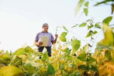 Soya tarlasında dikilmiş hasattan önce ekinleri kontrol eden kıdemli çiftçi portresi. Organik gıda üretimi ve yetiştirilmesi.
