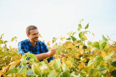 Bir çiftçi tarlada yetişen soya fasulyelerini inceliyor. Tarım