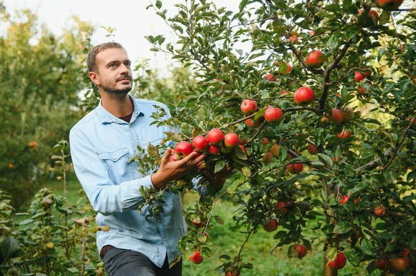 Junger Mann Bewundert Äpfel Baum — Stockfoto