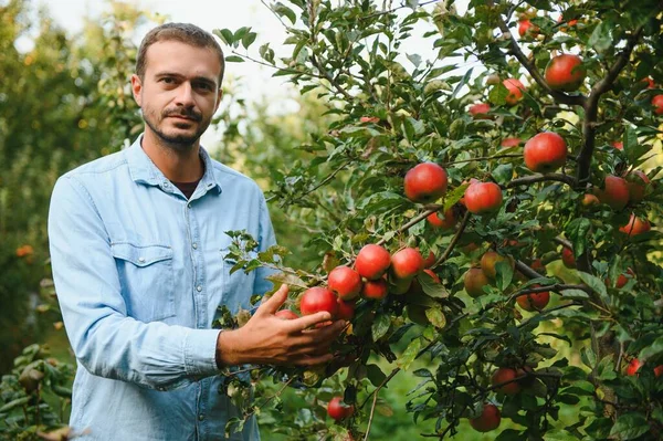 Ung Attraktiv Bonde Manlig Arbetare Gröda Plocka Äpplen Fruktträdgård Trädgård — Stockfoto