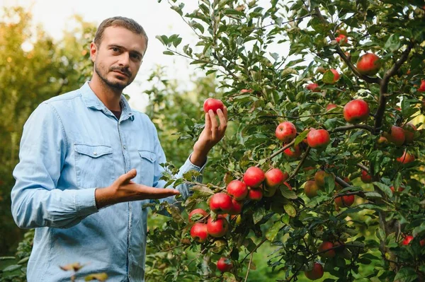 Χαρούμενος Αγρότης Που Μαζεύει Μήλα Από Μια Μηλιά Στον Κήπο — Φωτογραφία Αρχείου