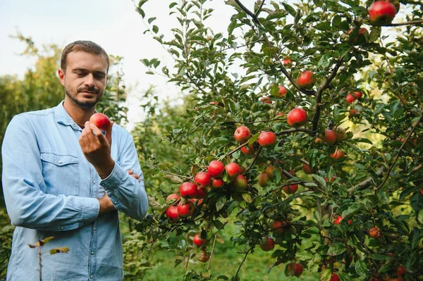 Junger Mann Bewundert Äpfel Baum — Stockfoto