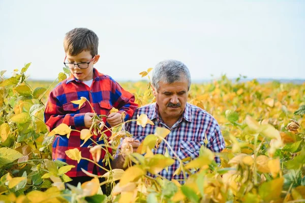 Bäuerliche Familienbetriebe Großvater Mit Kleinem Enkel Auf Sojabohnenfeld Der Großvater — Stockfoto