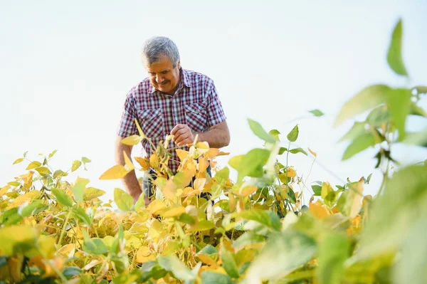 Retrato Del Agrónomo Agricultor Senior Que Trabaja Duro Pie Campo —  Fotos de Stock