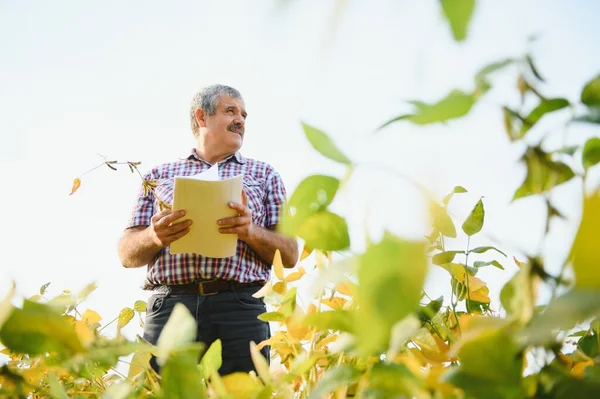 Agrónomo Que Inspecciona Los Cultivos Soja Que Crecen Campo Agrícola —  Fotos de Stock