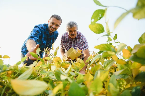 Farmers Working Plantation Holding Small Seedling Soybeans — Stock Photo, Image