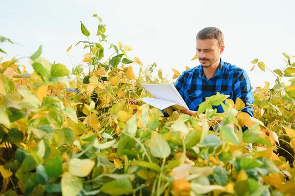 Agronomist Tarlada Yetişen Soya Fasulyesi Ekinlerini Inceliyor Tarım Üretim Konsepti — Stok fotoğraf