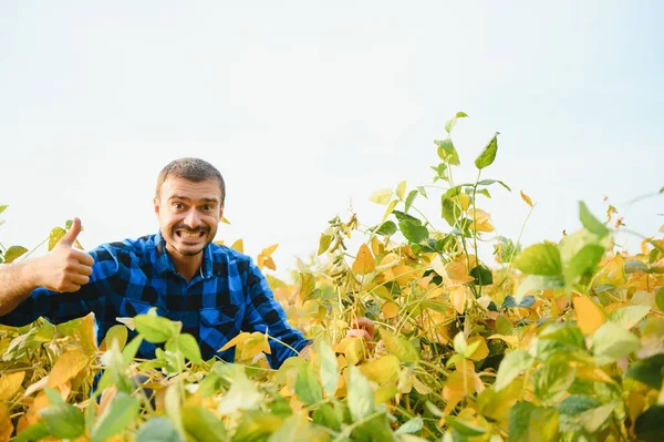 Agronomista Který Kontroluje Pěstování Sójových Bobů Poli Koncept Zemědělské Produkce — Stock fotografie