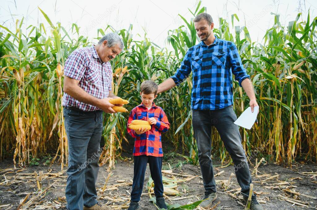 Family farming. Farmers grandfather with son and young grandson in a corn field. Agriculture concept.