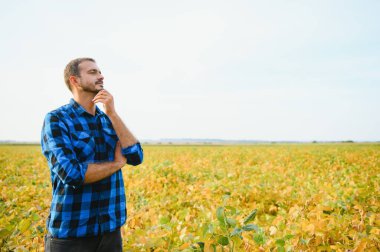 Agronomist tarlada yetişen soya fasulyesi ekinlerini inceliyor. Tarım üretim konsepti. Genç tarımcı yazın tarlada soya fasulyesi mahsulünü inceliyor. Soya tarlasında çiftçi