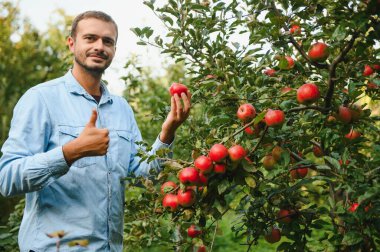Genç adam ağaçtaki elmalara hayran..