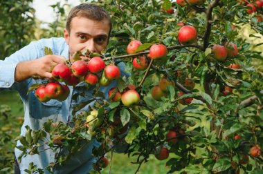Mutlu çiftçi adam hasat zamanı bahçede elma topluyor.