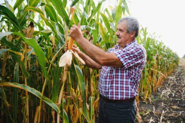 Bir çiftçi hasat etmeden önce uzun mısır ekinlerini kontrol eder. Tarlada tarımcı