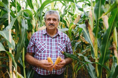 Bir çiftçi hasat etmeden önce uzun mısır ekinlerini kontrol eder. Tarlada tarımcı