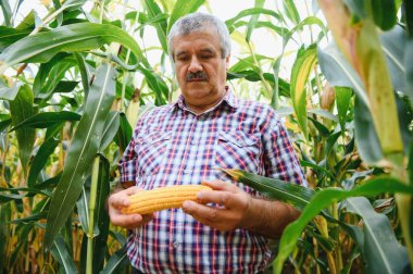 Bir çiftçi hasat etmeden önce uzun mısır ekinlerini kontrol eder. Tarlada tarımcı