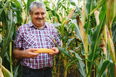 Genç Çiftçi hasat sırasında Mısır tohumu Mısır alanları incelemek