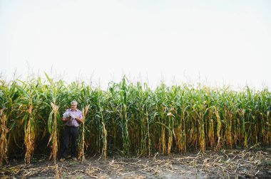 Agronomist büyüyen mısır tarlasında duruyor. Başarılı bir şekilde ektikten sonra mısır ekinlerini inceliyor..
