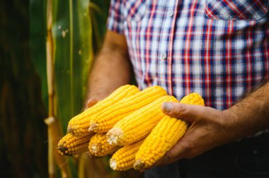 Tarlada mısır koçanı tutarken çiftçinin ellerini kapat.