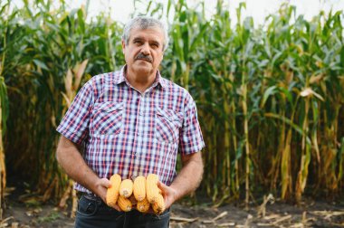 Tarlada çiftçi güneşli bir yaz gününde mısır bitkilerini tarıyor, tarım ve gıda üretim kavramı