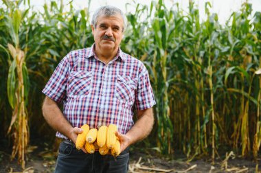 Tarlada çiftçi güneşli bir yaz gününde mısır bitkilerini tarıyor, tarım ve gıda üretim kavramı
