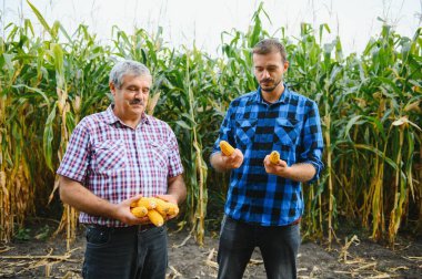 Aile agrobusları, mısır tarlasında dikilen çiftçiler, bakıp işaret edenler, gün batımında Corp 'u inceliyorlar.