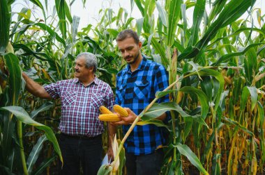 Çiftçi ve tarlada çalışan bir tarım uzmanı olgunlaşmış mısır koçanları denetliyor. İki iş adamı mısır koçanı olgunlaşırken çek kesiyor. Tarım sektörü kavramı. Tarım işadamı olarak çalışıyorum.