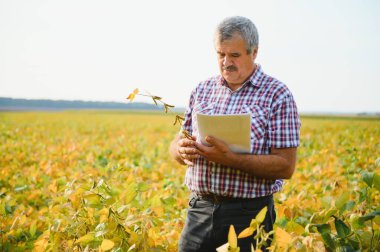 Agronomist tarlada yetişen soya fasulyesi ekinlerini inceliyor. Tarım üretim konsepti. Genç tarımcı yazın tarlada soya fasulyesi mahsulünü inceliyor. Soya tarlasında çiftçi