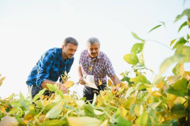 Soya tarlasında çömelmiş ve bitki kalitesini kontrol iki çiftçi