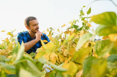 Çiftçi ya da Ziraat Mühendisi incelemek soya tesisi alanı.