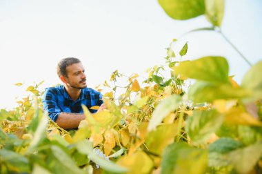 Agronomist tarlada yetişen soya fasulyesi ekinlerini inceliyor. Tarım üretim konsepti. Genç tarımcı yazın tarlada soya fasulyesi mahsulünü inceliyor. Soya tarlasında çiftçi