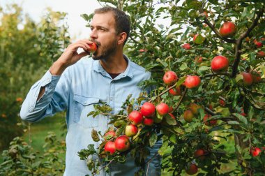 Genç ve çekici çiftçi erkek işçi, sonbahar hasadı sırasında köydeki meyve bahçesinden elma topluyor. Mutlu adam bahçede çalışıyor, gün batımında olgun elma portresi topluyor..